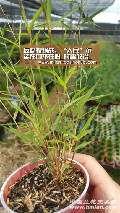 米兰平台